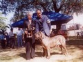 In Memorian - Fila Brasileiro Tigrado - Canil Singular - Motivador